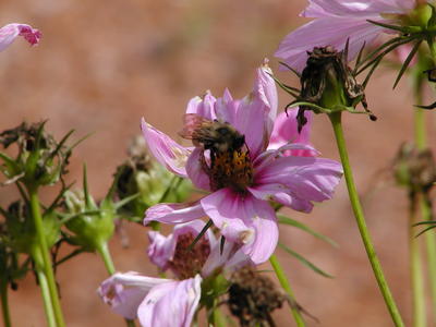Pollinating flowers the natual way #3