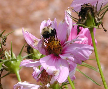 Pollinating flowers the natual way #4