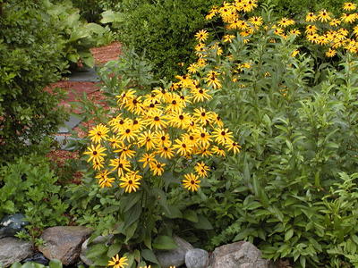 Black-eyed susans #3