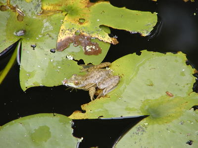 Frog at home in the frog pond #6