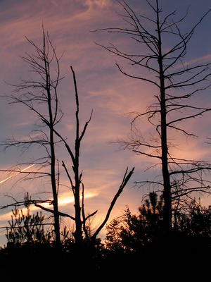 Sunset and contrails #2
