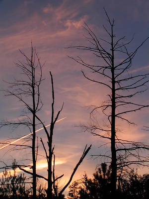 Sunset and contrails #3