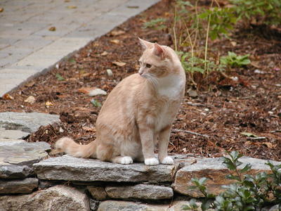 Aero-kitty on the front steps #4