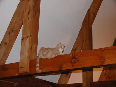 Aerosmith on the beam