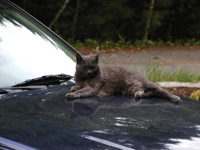 The new hood ornament