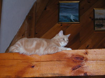 Those cats sure love the beams in the house