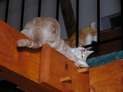 Those cats sure love the beams in the house #2