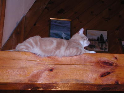 Those cats sure love the beams in the house #3