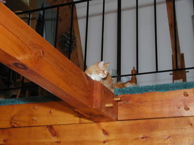Those cats sure love the beams in the house #4