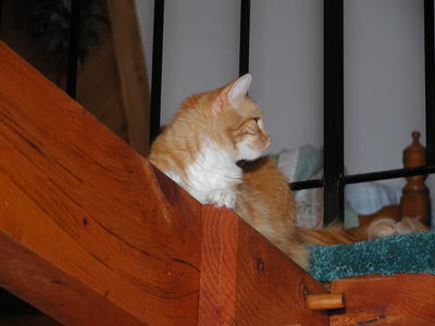 Those cats sure love the beams in the house #5