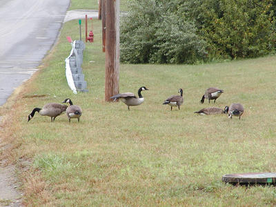 Canadian Geese