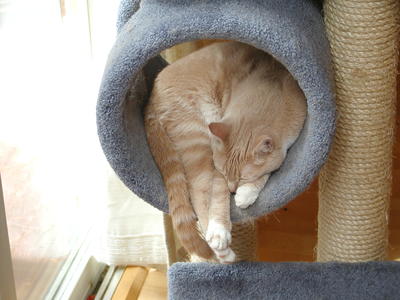 Sleeping kitty