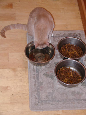 Am I a cat or a dog?