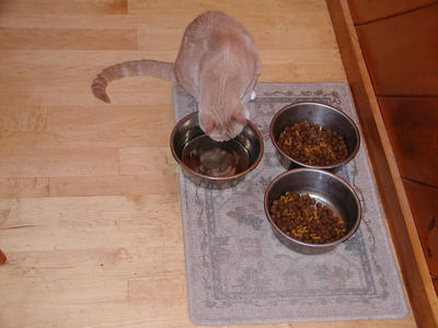 Am I a cat or a dog? #2