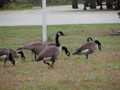 Canadian Geese