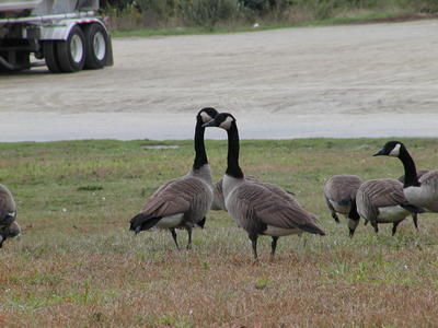 Canadian Geese #2
