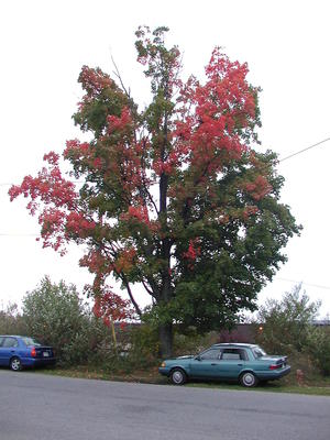 Tree that has halfway turned red