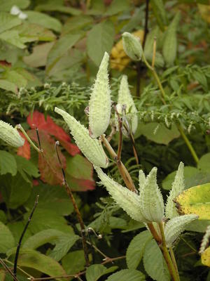Milkweed pod