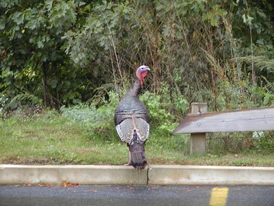Wild Turkey #2