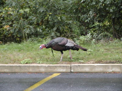 Wild Turkey #3