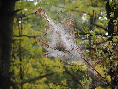 Caterpillar web in the rain