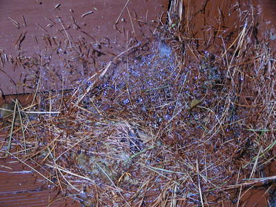 Spider web in the rain