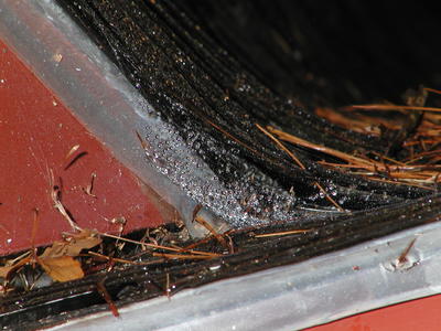 Spider web in the rain #2