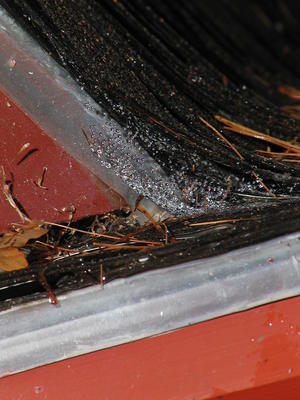 Spider web in the rain #3