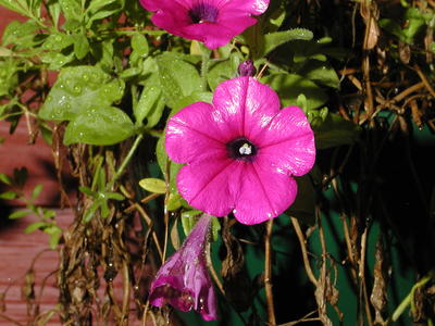 Flower in the rain #2