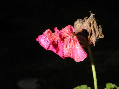 Flower in the rain #3