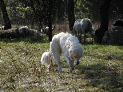 Herd dog