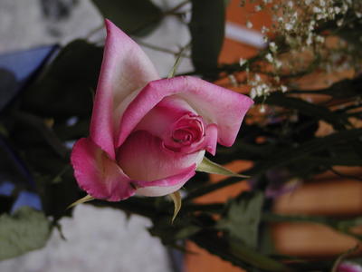 Rose #3