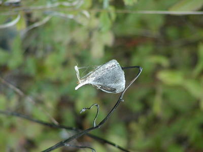 Milkweed pod #2