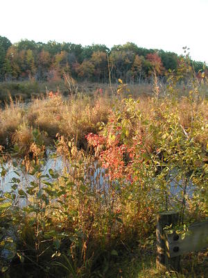 Fall at Bennetts Brook