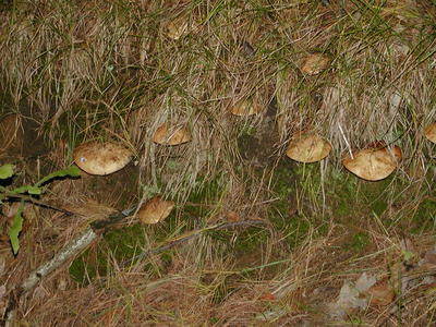 Mushrooms