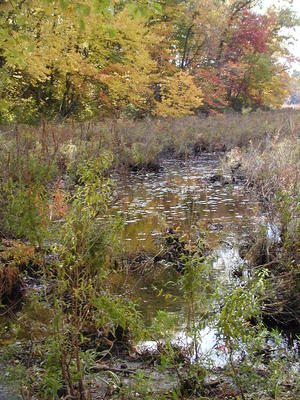 Spectacle pond in fall #5