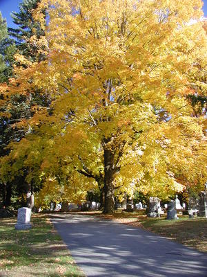 Cemetery in fall #3