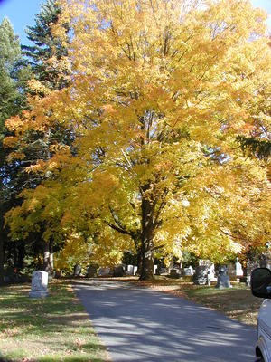 Cemetery in fall #11