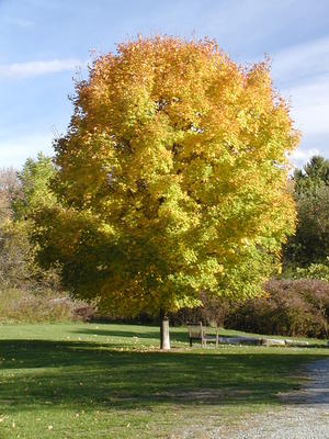 Fall tree at Acton Arboretum