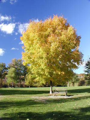 Come sit, enjoy the fall