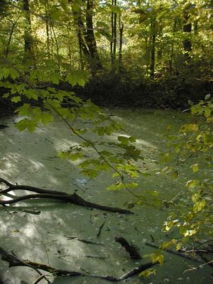 Algae covered pond