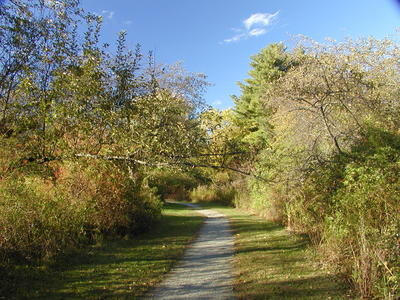 Path at Acton Arboretum