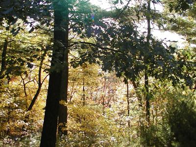 Fall scene out of our window