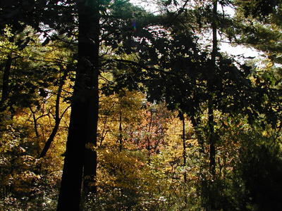 Fall scene out of our window #2