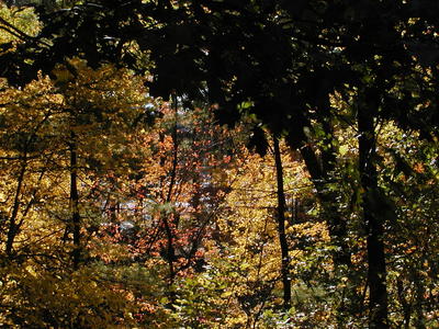 Fall scene out of our window #3