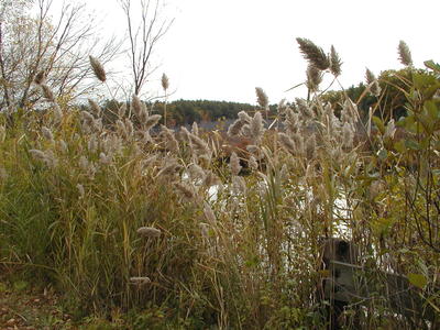 Bennetts Brook in fall #3