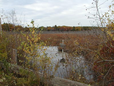 Bennetts Brook in fall #4