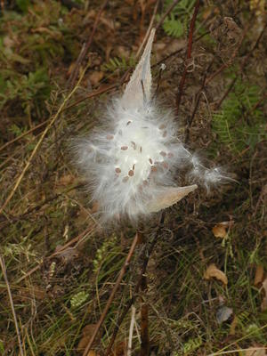 Milkweed erruption #2
