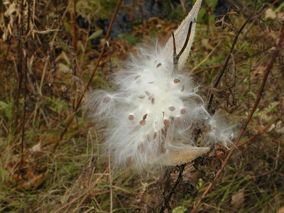 Milkweed erruption #3