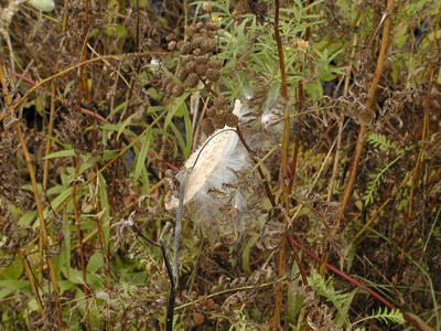 Milkweed erruption #4